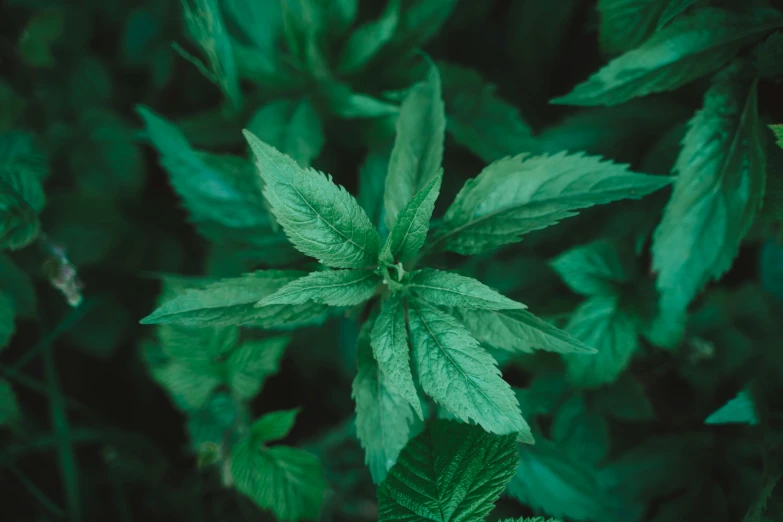 a green leaf with lots of leaves on it