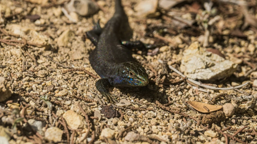 a small black lizard standing on a rocky ground