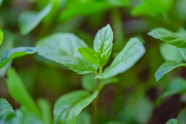 a plant is in the middle of it's leaves