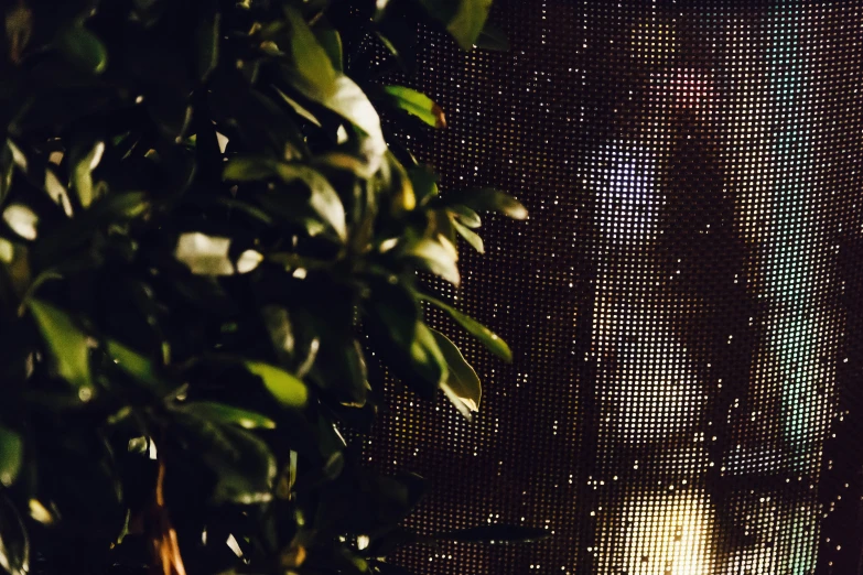 a green leafy plant is sitting beside a curtain