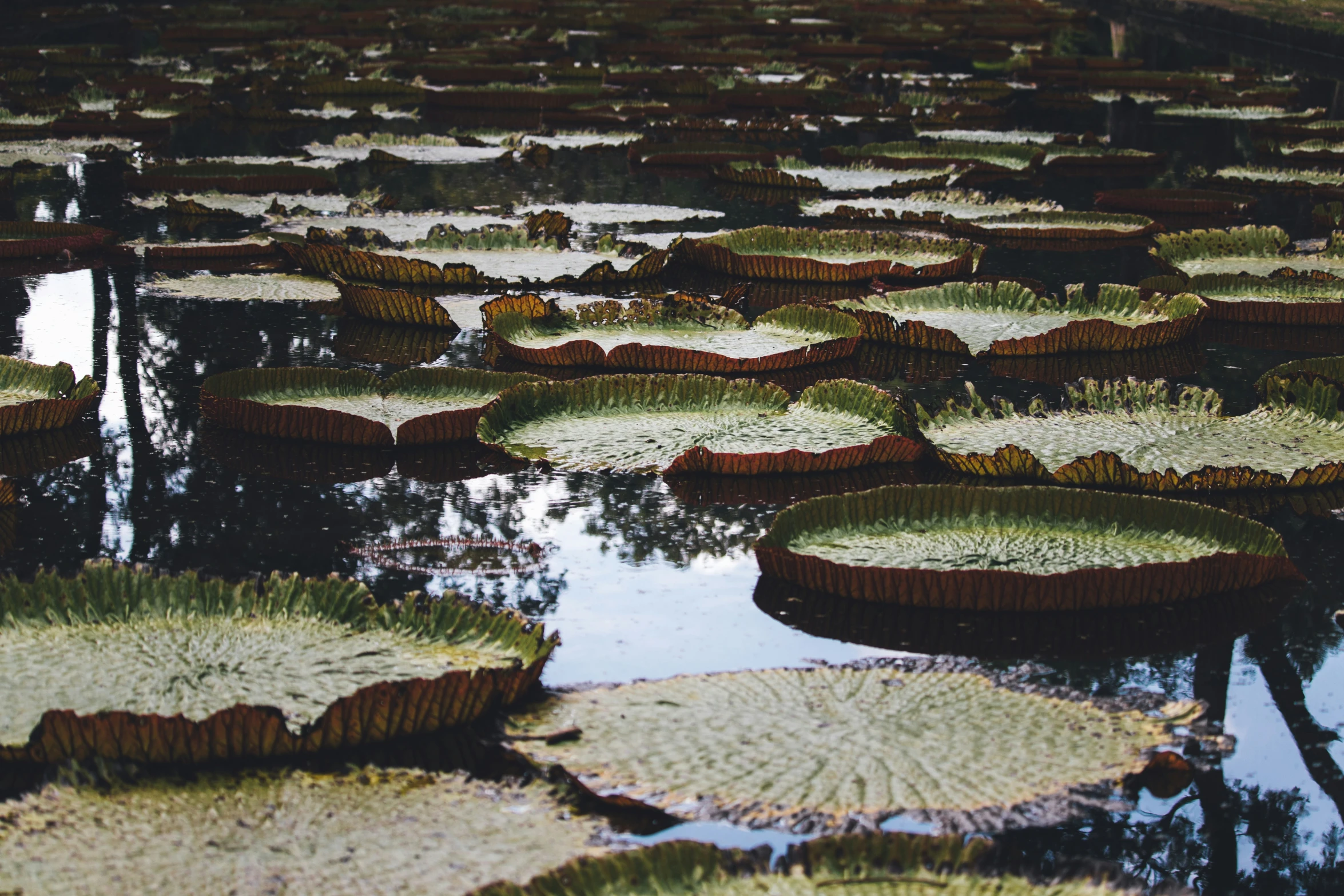 several water lilies floating in a pond filled with greenery
