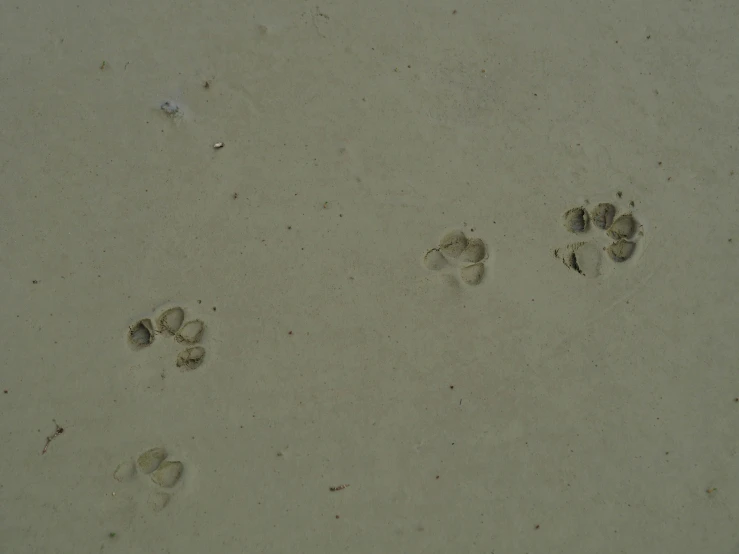 the footprints of people are in the sand on the beach