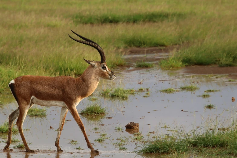 an animal with long horns walking through water