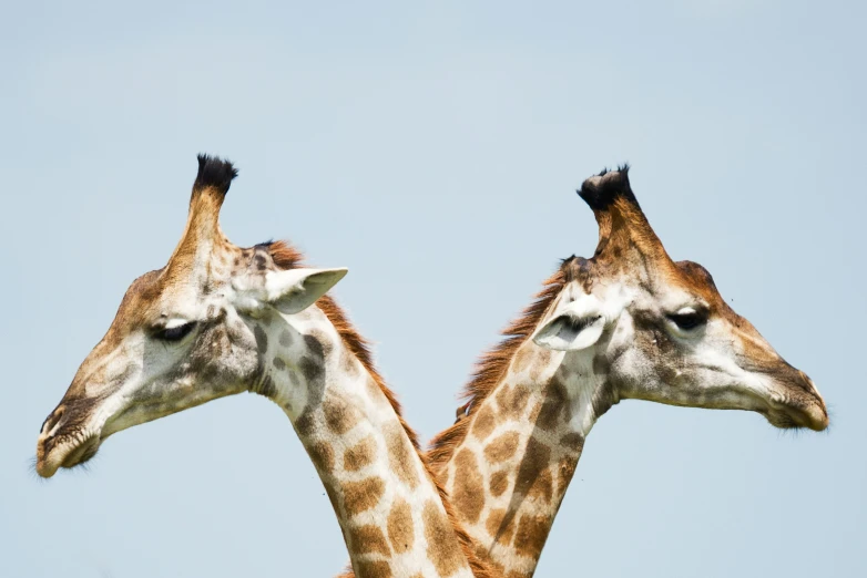 two giraffes facing opposite directions in the sky