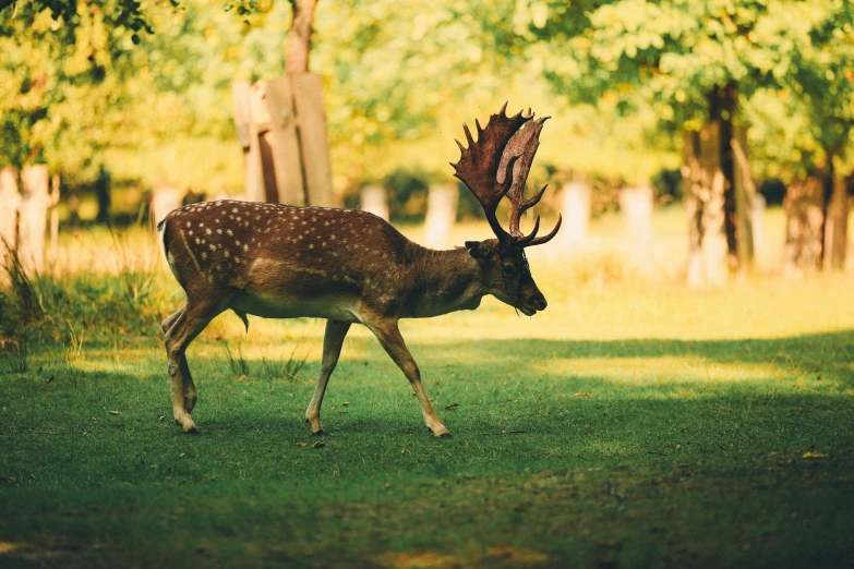 a deer is walking through a grassy area with trees in the background