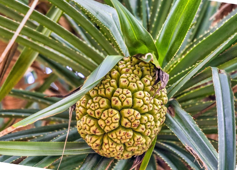 a pineapple that has green seeds hanging from it's nches