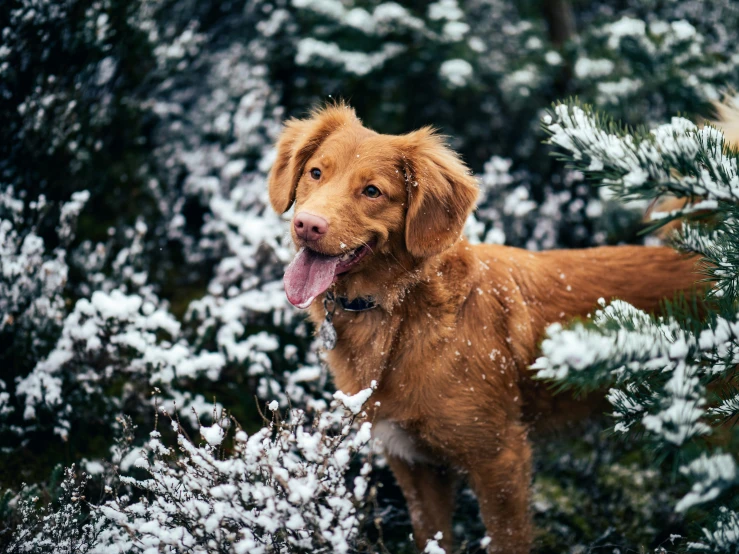 a dog in the snow looking up to its owner