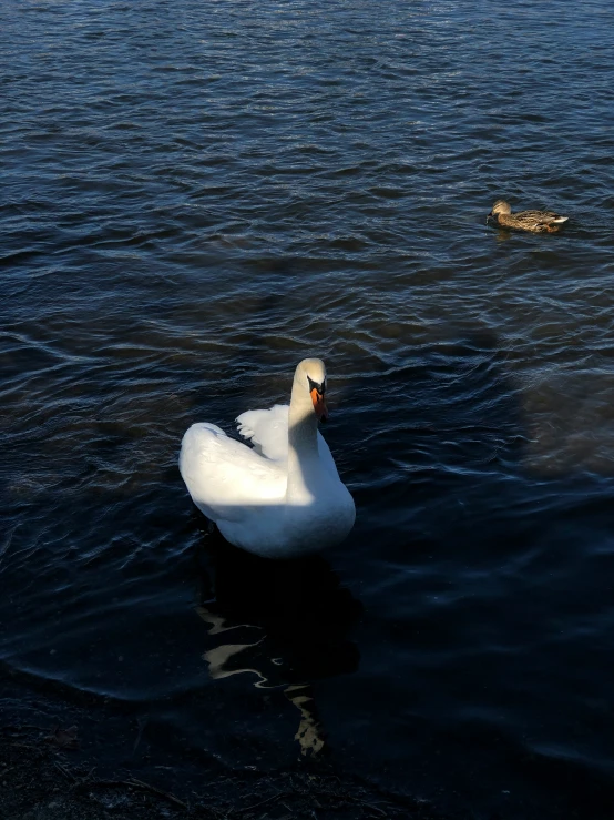 a white swan sitting in the water next to another duck