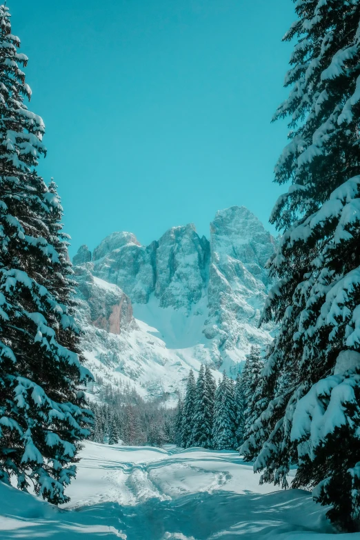 the snow covered mountain is majestically seen from its forested areas