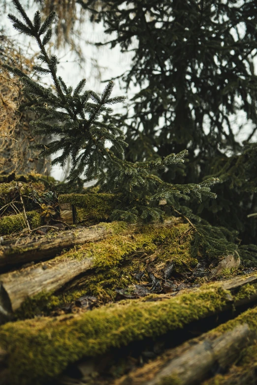 a tree nch with moss covered leaves and bark