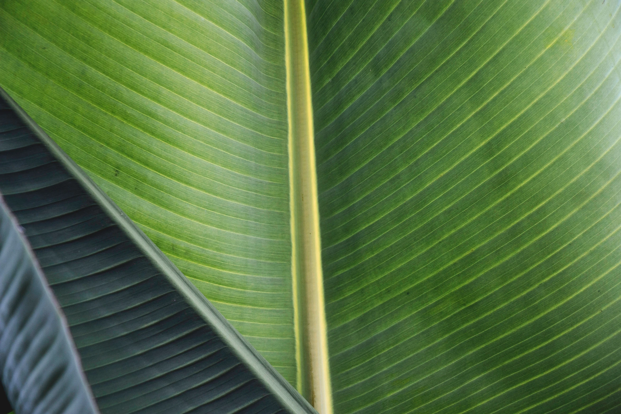 a close up s of the underside of a large green leaf