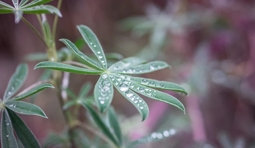 a bush with drops of water on it