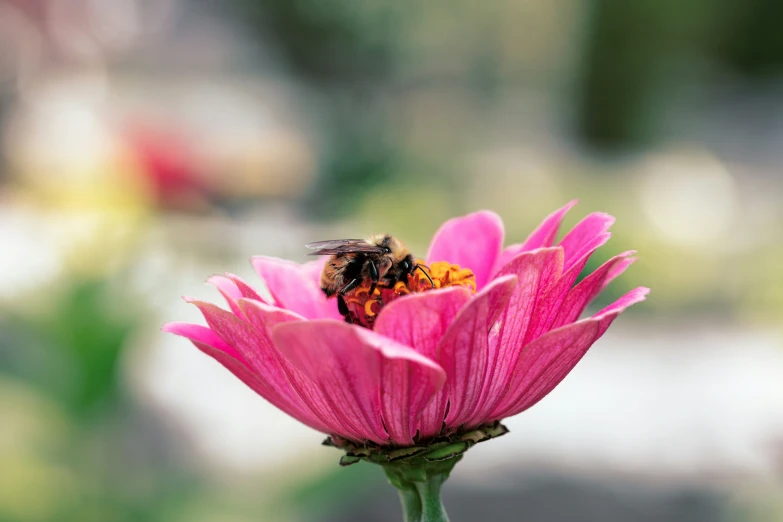 the bee is sitting on the purple flower