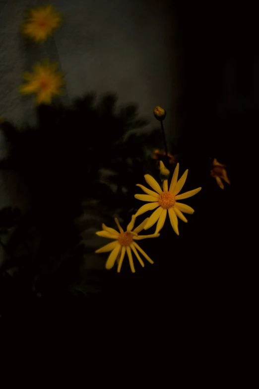 some yellow flowers sitting by a window in the dark