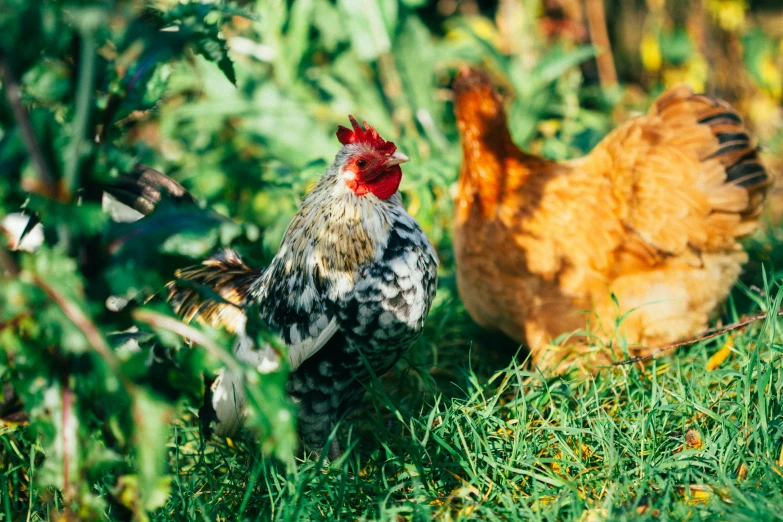 a pair of chickens in grassy area next to trees