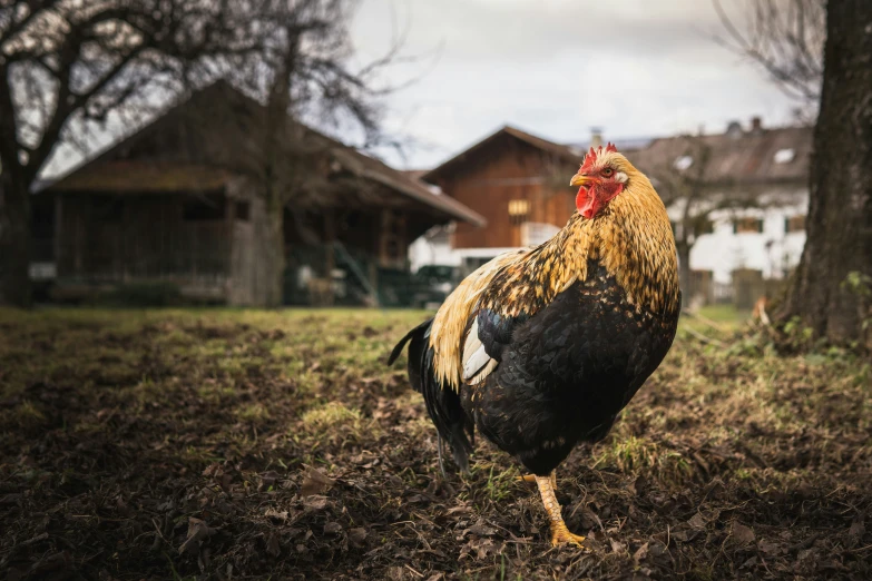 a chicken standing on some brown grass near trees