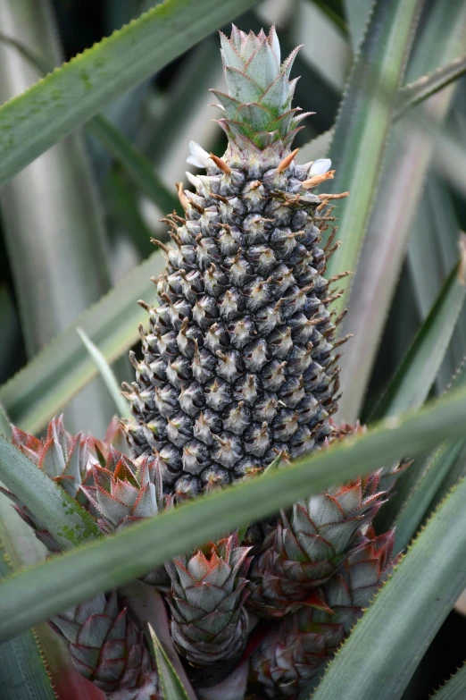 this pineapple is the top of an enormous tree