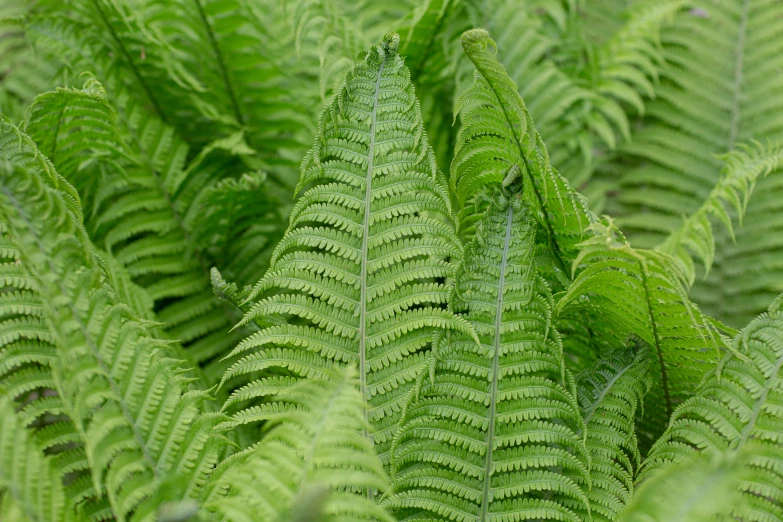 a closeup s of the leaves of a fern