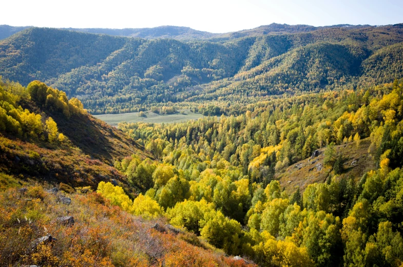 a mountain view with trees in the foreground