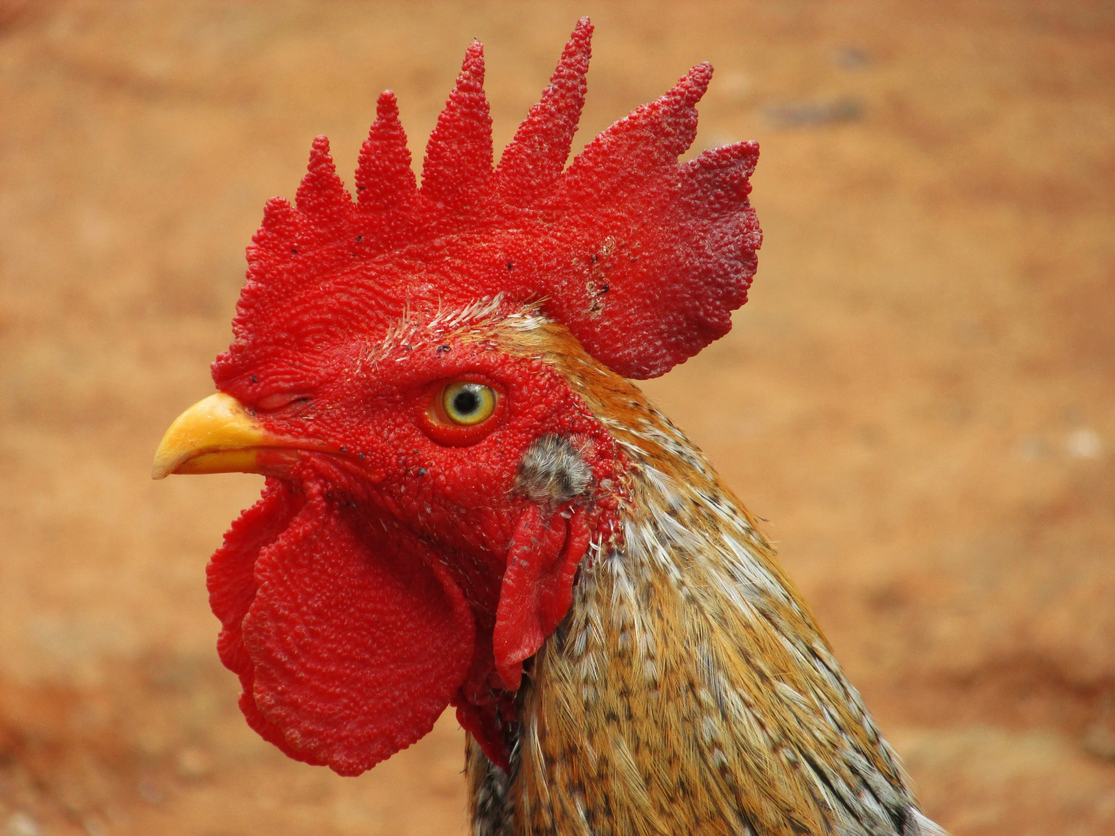 there is a close up po of a rooster