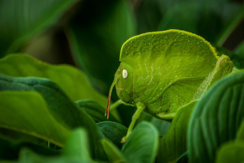 a very big green insect with a frown on it's face