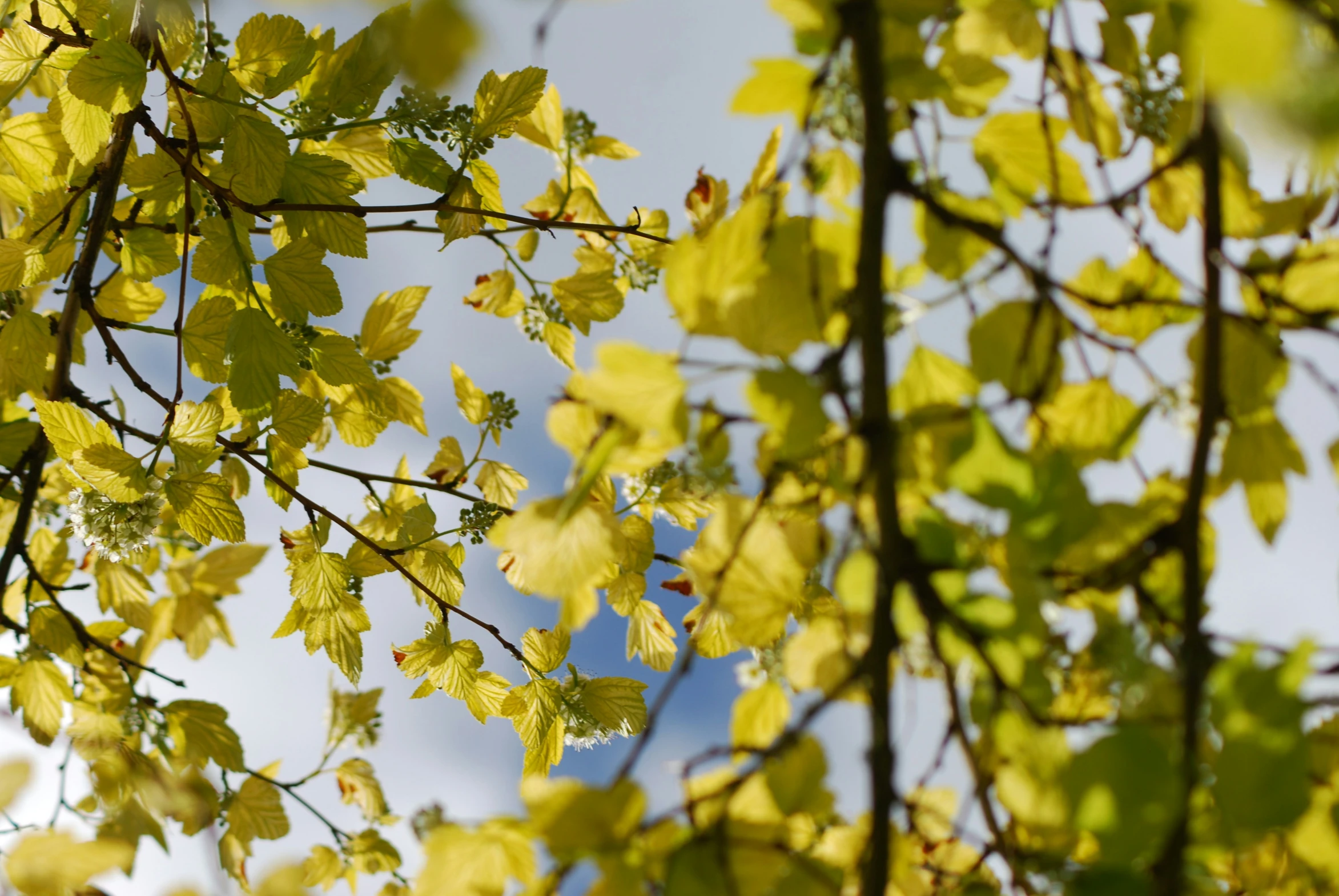 a close - up of green leaves against a blue sky