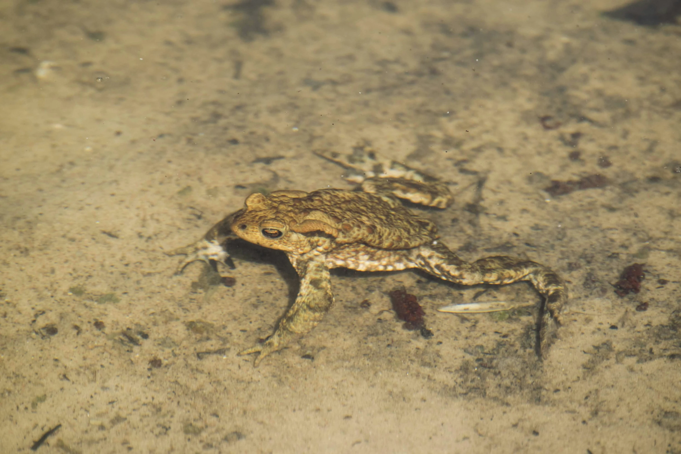 a small brown frog sitting in shallow water