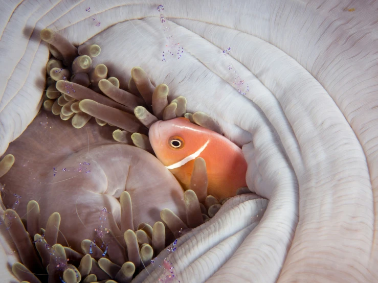 an image of an ocean creature coming out from the ocean