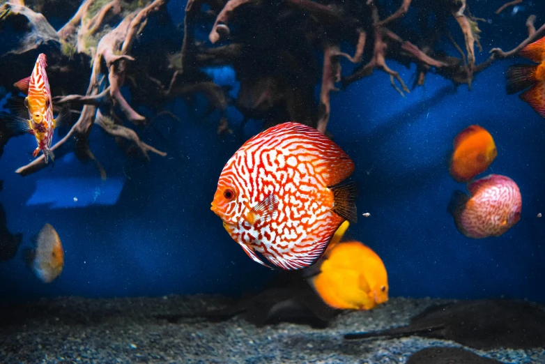 a red and white fish is in a blue water tank