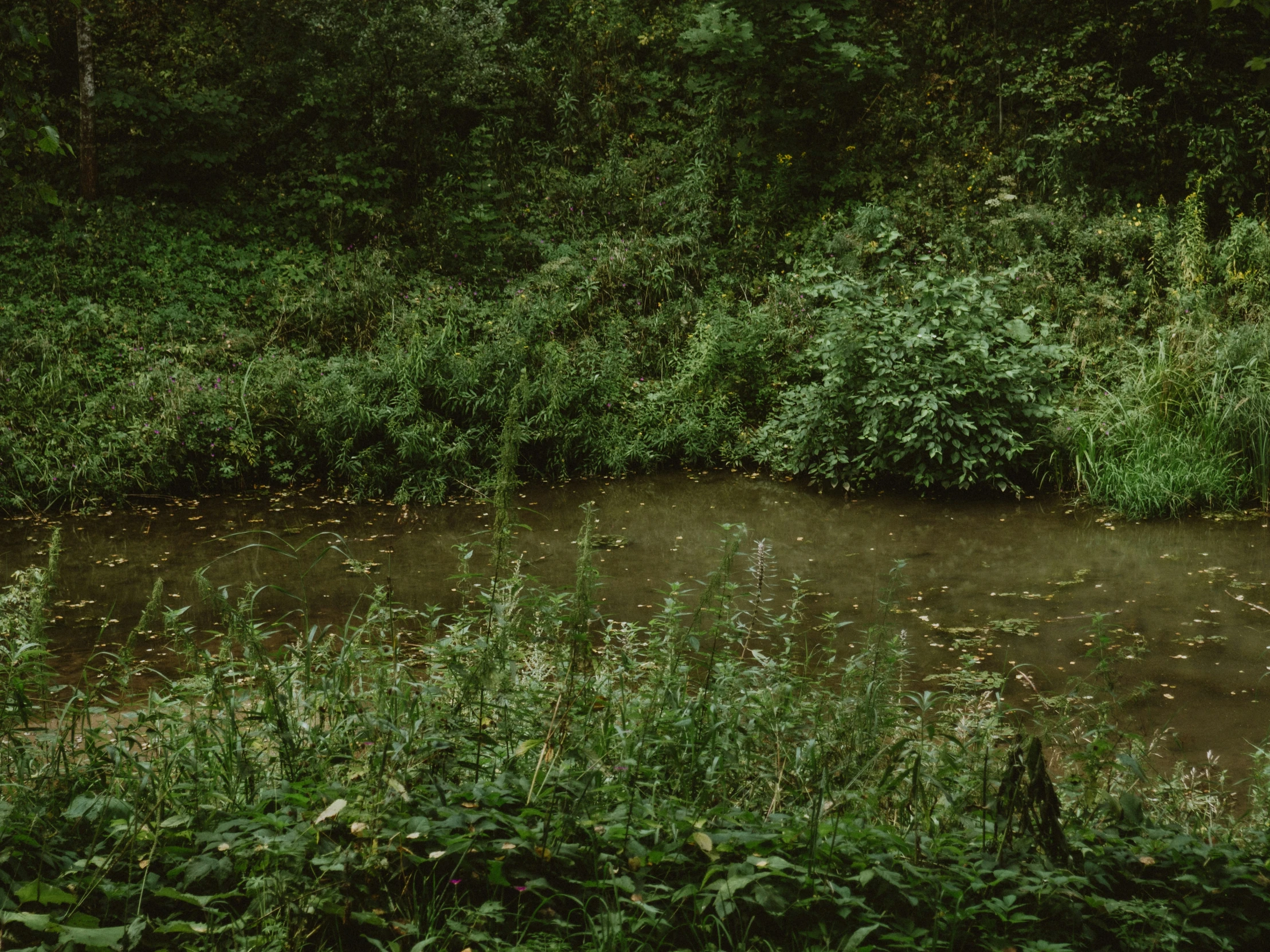 trees and shrubs are next to a stream in the woods