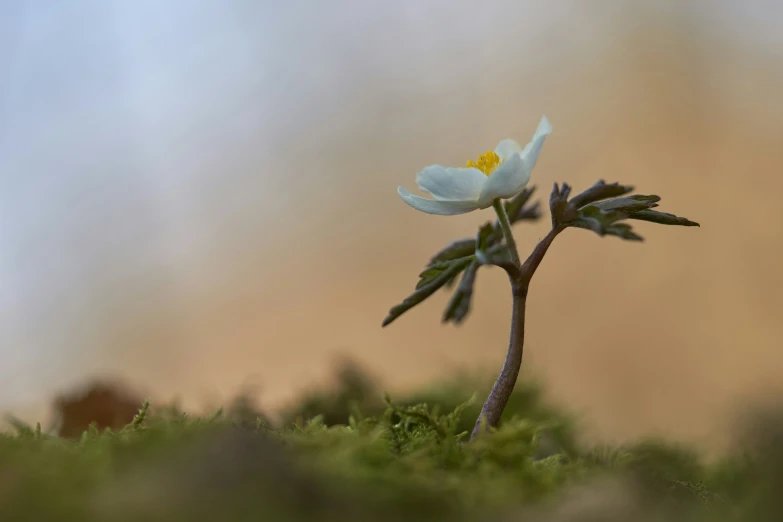 a single flower on a grass covered hill