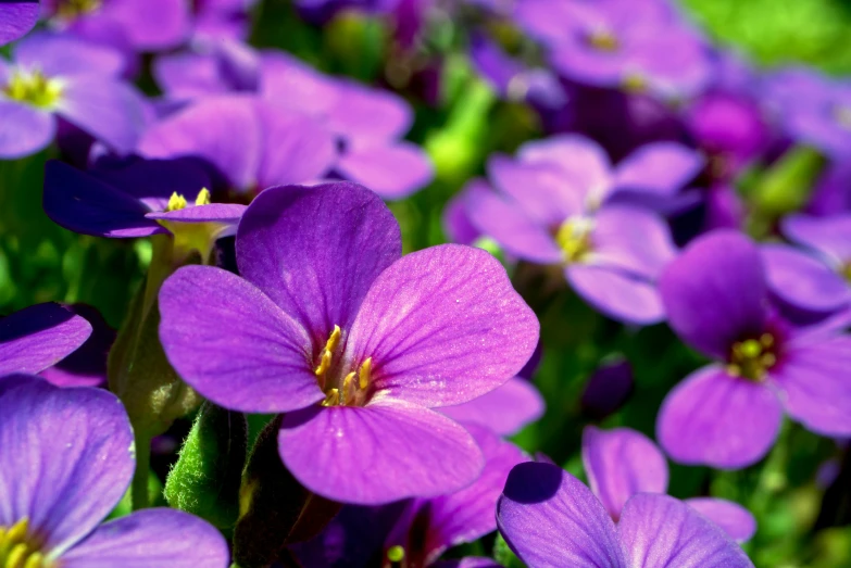 purple flowers blooming in green, purple and white