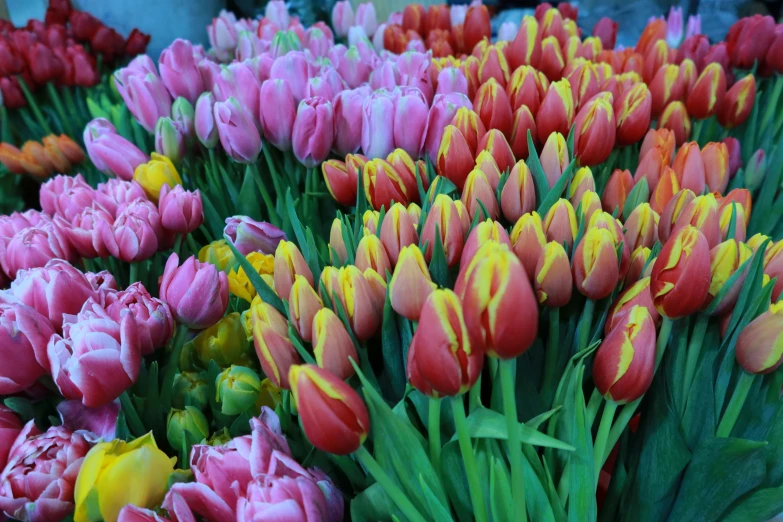 there are rows of pink and yellow tulips in this po
