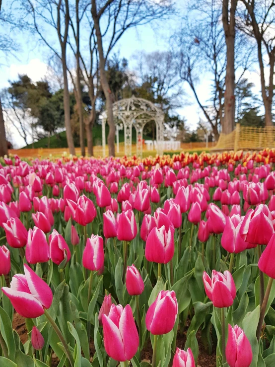 a field full of pink flowers near many trees