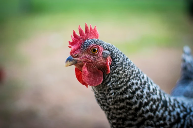 a close up of a chicken with red comb