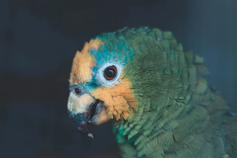 a green and orange bird standing on top of a wooden pole