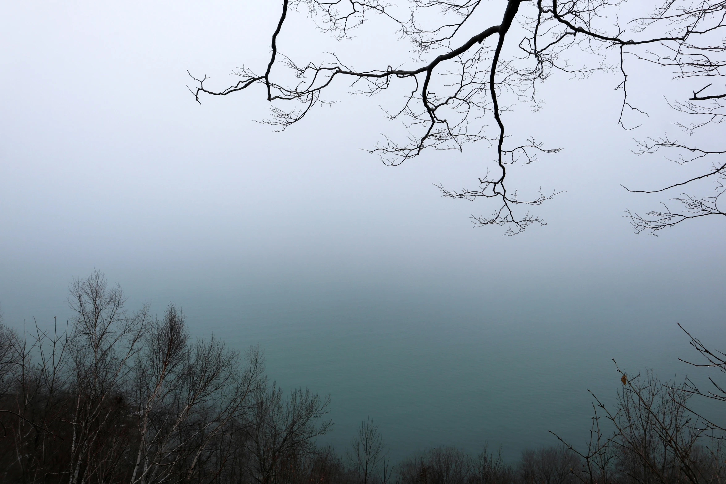 a bare tree nch with some very fog in the air