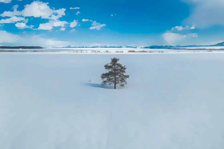 a lone tree on the horizon of a snow covered landscape