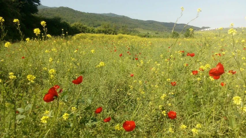 a green meadow with yellow and red flowers