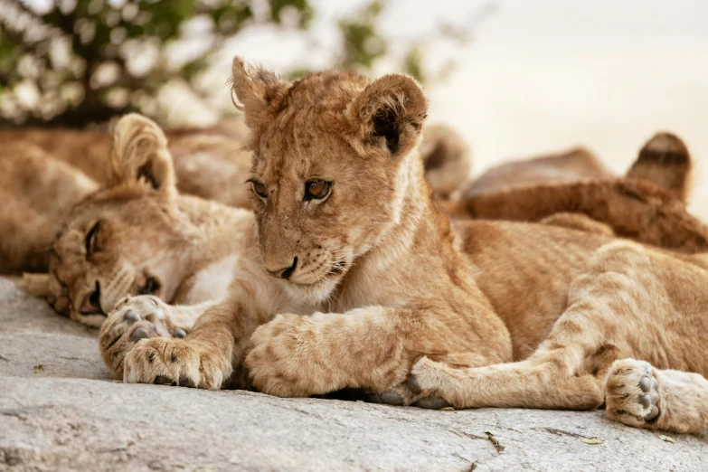 four lions lay on a rock while one stares down