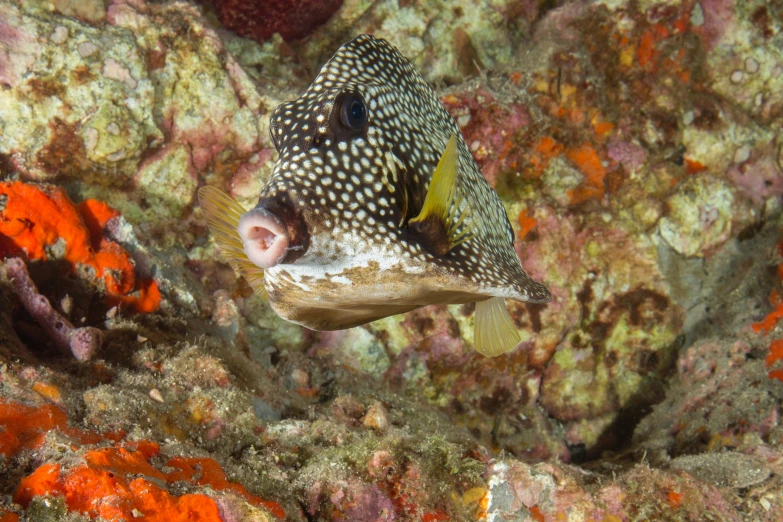 a black and yellow fish looks out over a coral reef