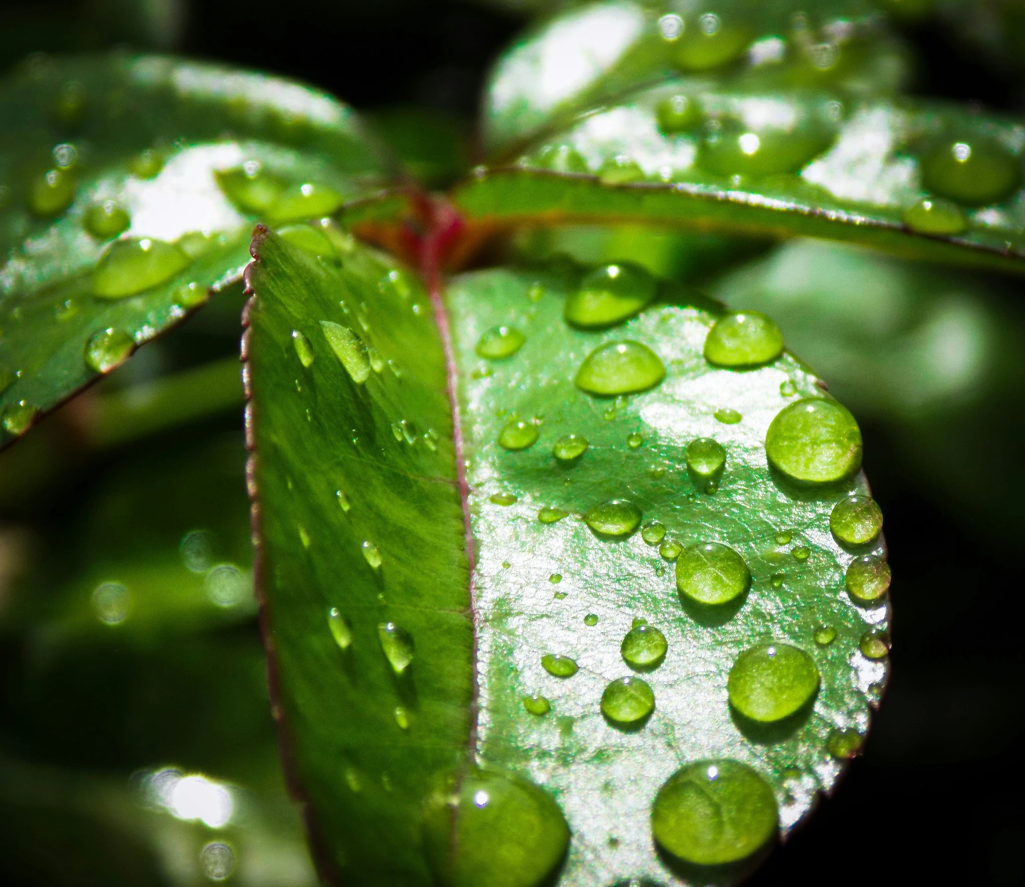 a green leaf with drops on it