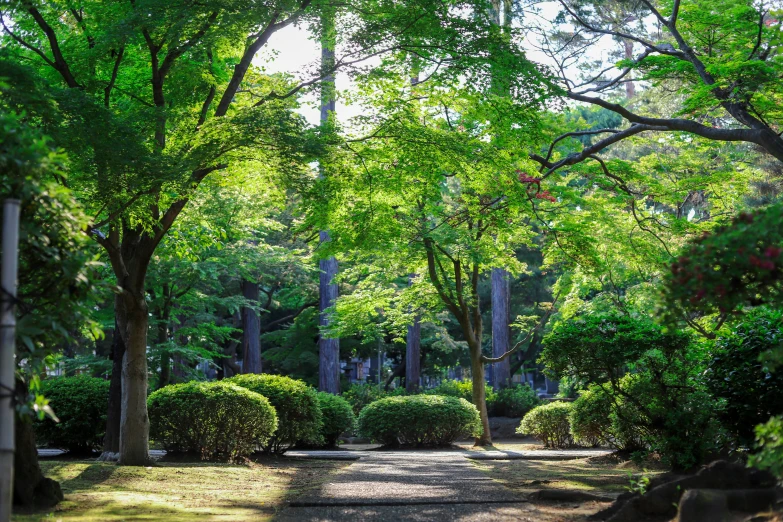 park full of green plants and trees with path