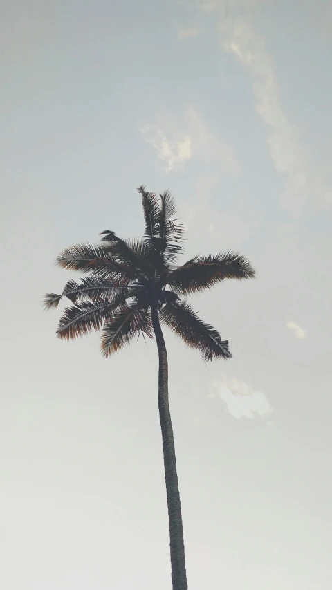 a lone palm tree standing with its top against the sky