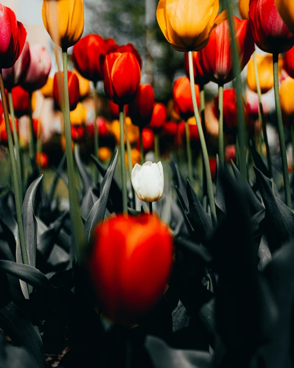 a field full of different colored flowers