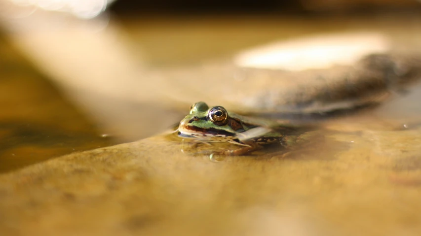 a small frog sitting on top of a wooden table