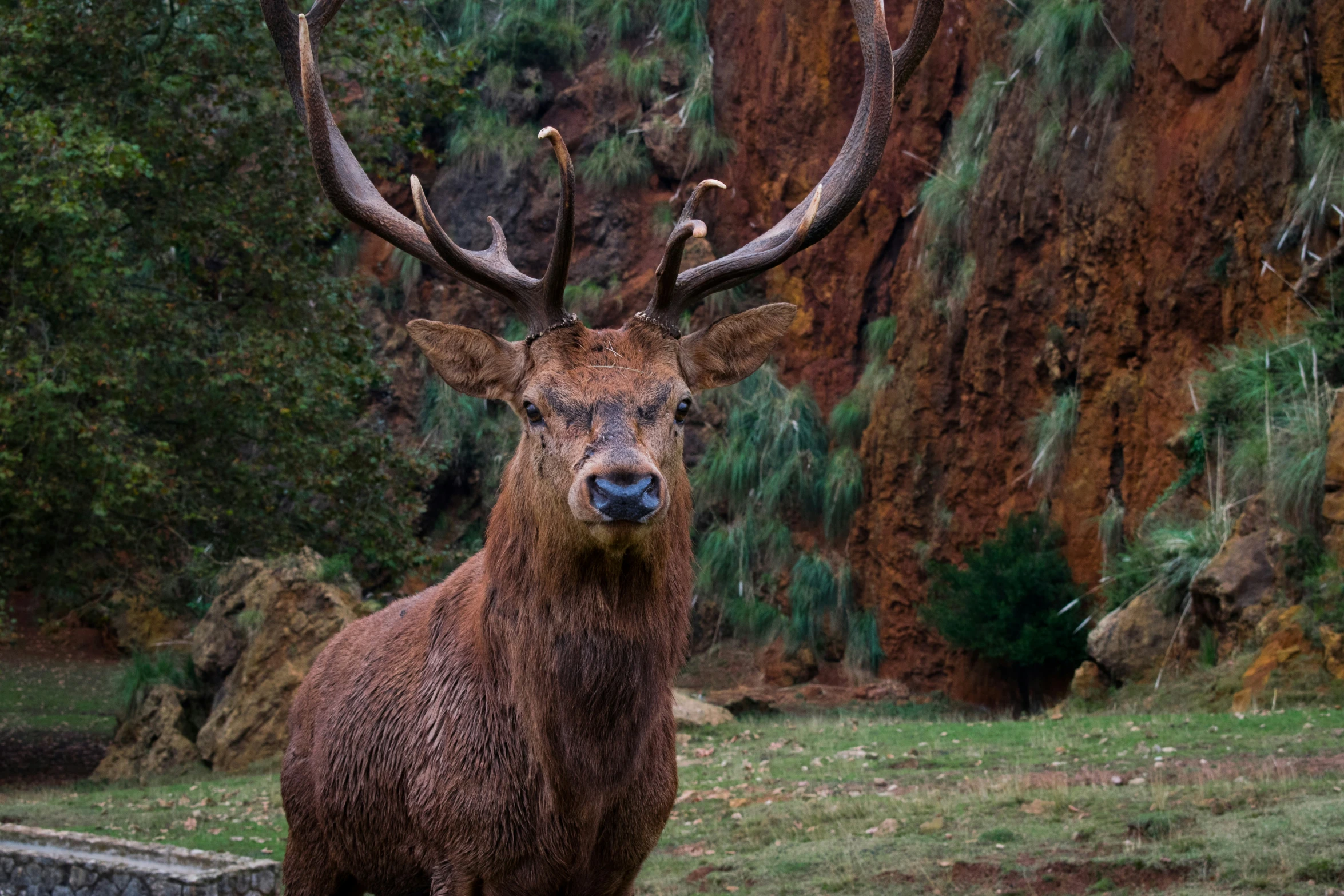 a deer with large antlers stands near rocks