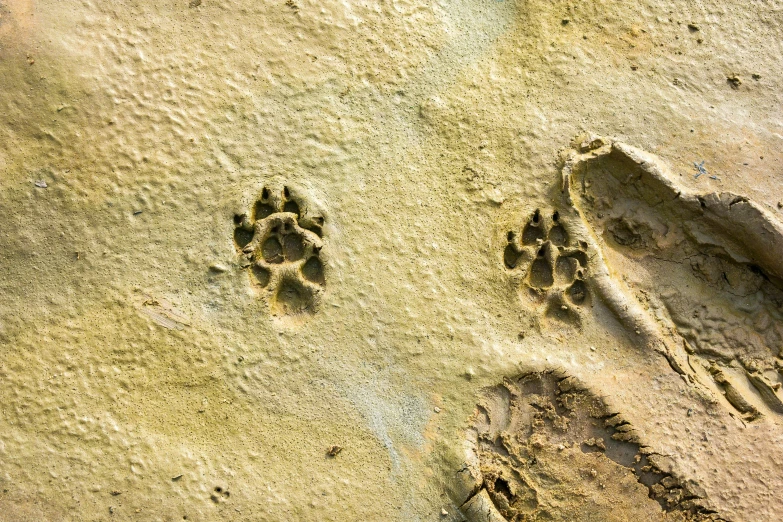 two dog footprints that are in the sand