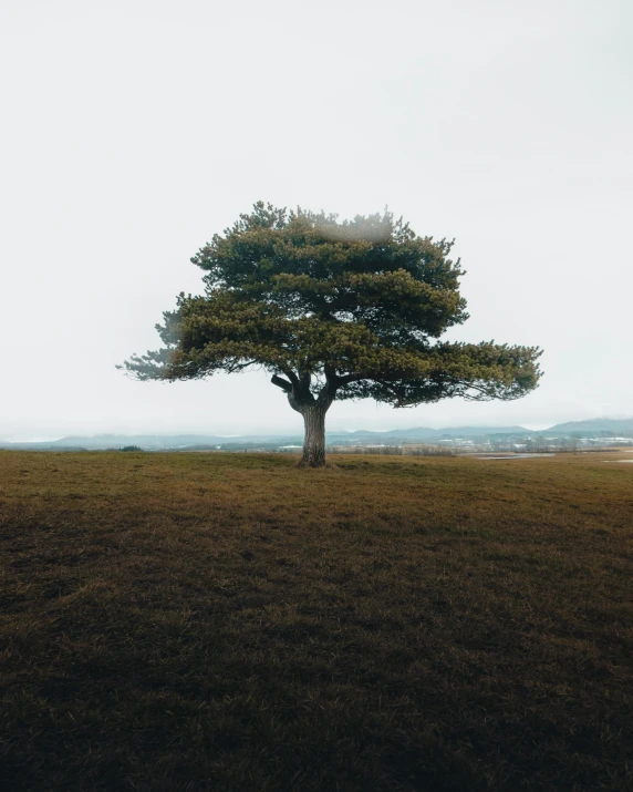 lone tree on large, green field in hilly area