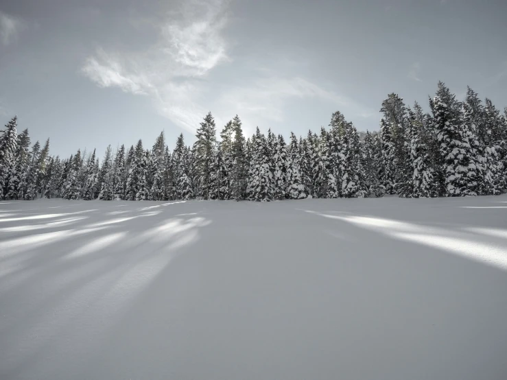 the snowy ground with trees and snow